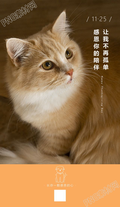 关爱宠物感恩你的陪伴小猫咪手机海报