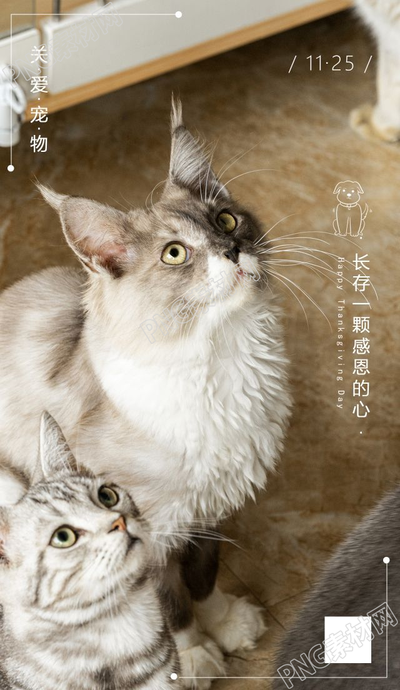 关爱宠物小猫咪手机海报