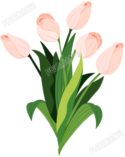 手绘插画郁金香花卉免抠PNG图片素材