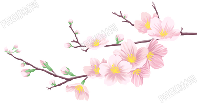 樱花花枝