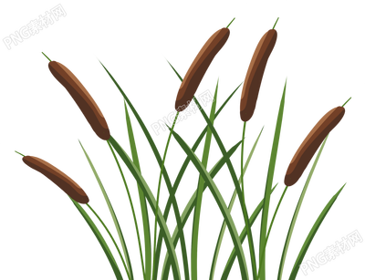 手绘绿色植物芦苇插画素材