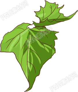 瓜叶植物素材