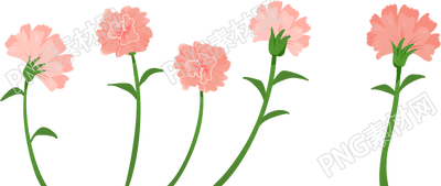 康乃馨花卉