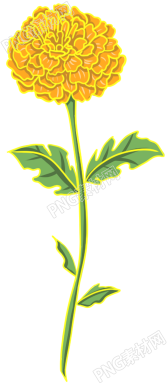 菊花手绘素材