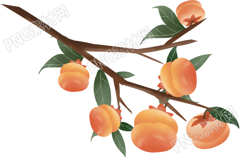 柿子枝干素材