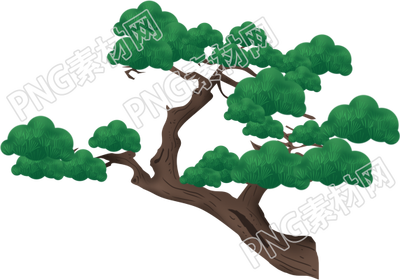 长青树重阳节素材