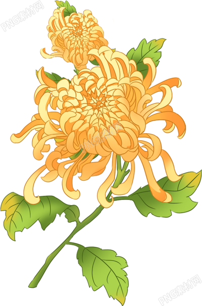 手绘立体菊花