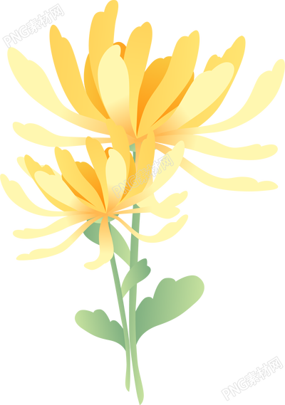菊花花束素材