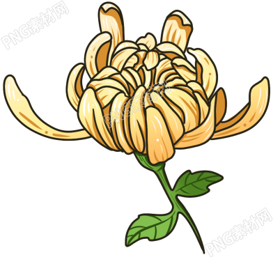 菊花花朵素材