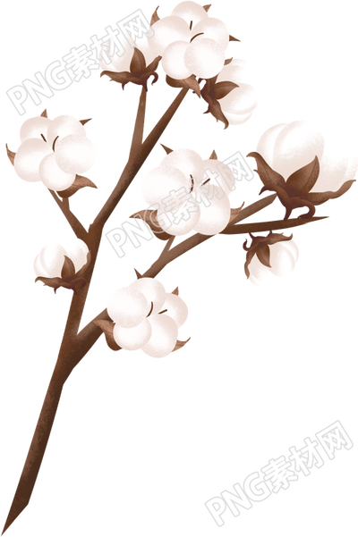 棉花枝干装饰素材