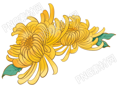 手绘立体清新菊花