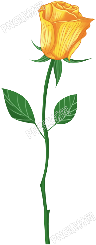 手绘黄色玫瑰花枝