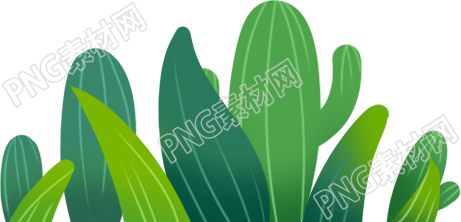 植物生长的过程