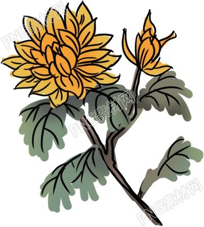 秋日里盛開(kāi)的黃菊花