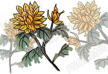 菊花盛開(kāi)芳香四溢