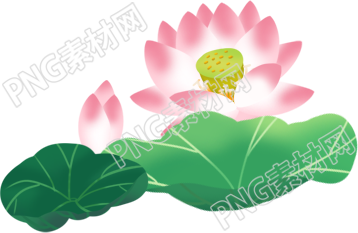 美丽的荷花绽放在水面上
