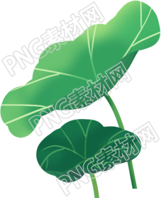 美丽的荷叶在清晨绽放