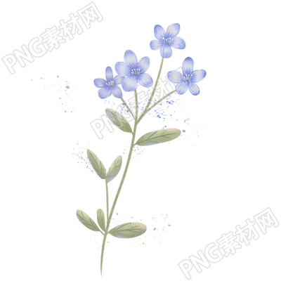 美丽的花朵的盛开