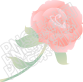 美丽的玫瑰花