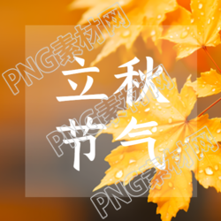 立秋节气下黄色树叶的美丽实景展示