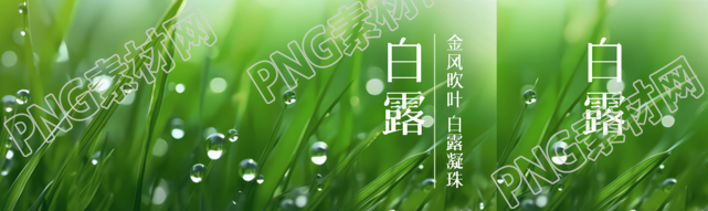 金风吹叶白露凝珠大自然实景公众号封面图