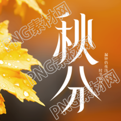 黄色枫叶实景24节气秋分微信公众号次图