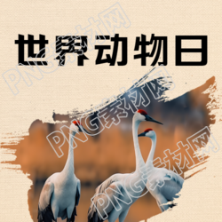 丹顶鹤实景世界动物日宣传微信公众号次图