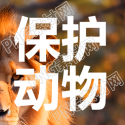 保护动物善待动物和谐共生简约微信公众号次图