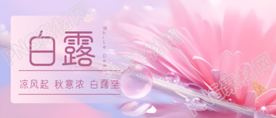梦幻粉色小雏菊白露节气微信公众号首图