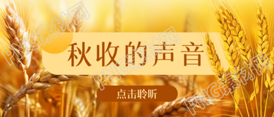 饱满小麦实景秋收的声音微信公众号首图