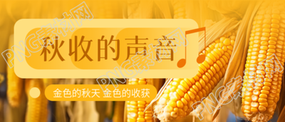 秋收季节金黄色的玉米实景微信公众号首图