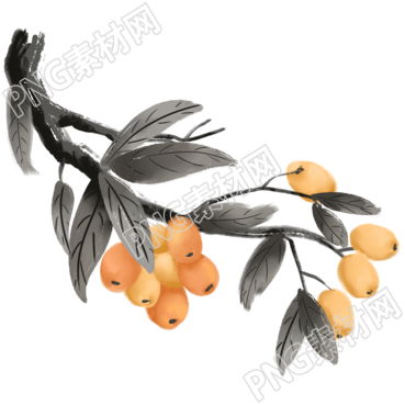 透明背景水墨画枇杷插画素材