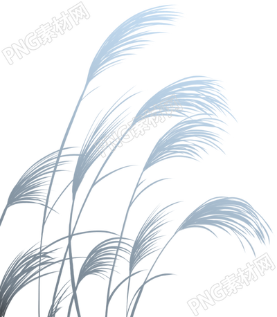 白露时节灰黑色芦苇透明背景素材