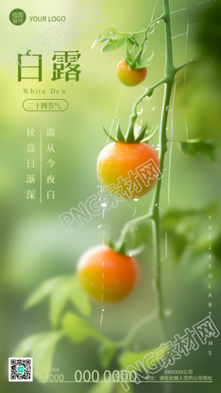 二十四节气白露丰收的西红柿实景手机海报