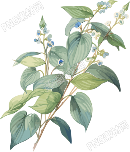 蓝色小花透明背景高清PNG插画