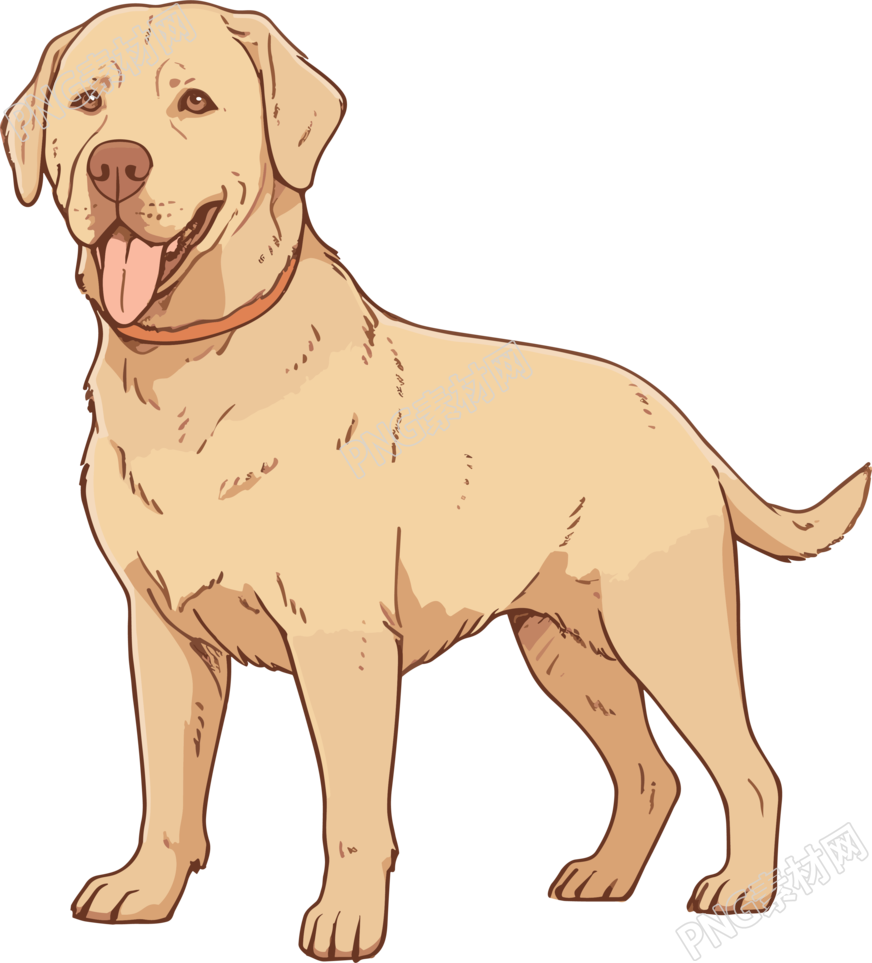 浅棕色和金色拉布拉多犬插画素材