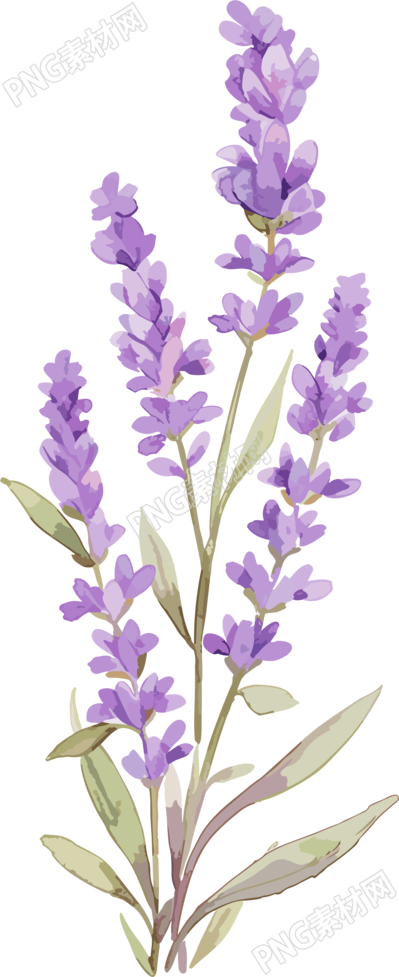 梦幻薰衣草花与蝴蝶-插画设计素材