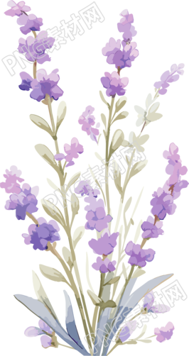 低分辨率薰衣草花PNG素材