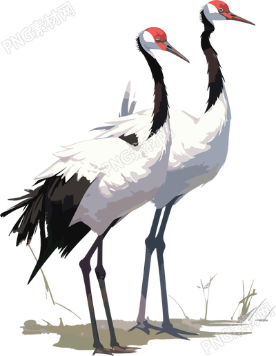 白纹鹤插画设计