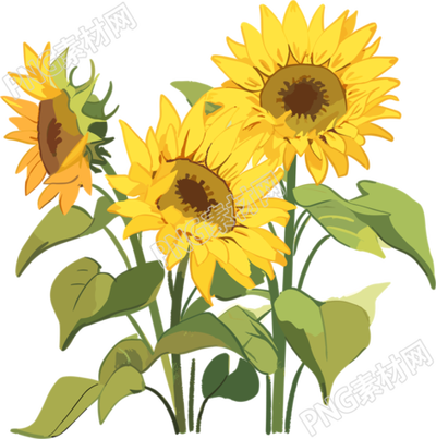 透明背景太阳花插画