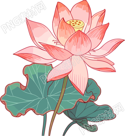 美感艺术手绘平面风格莲花插画