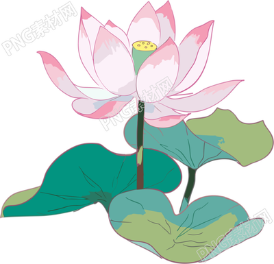 唯美粉色绽放的莲花插画