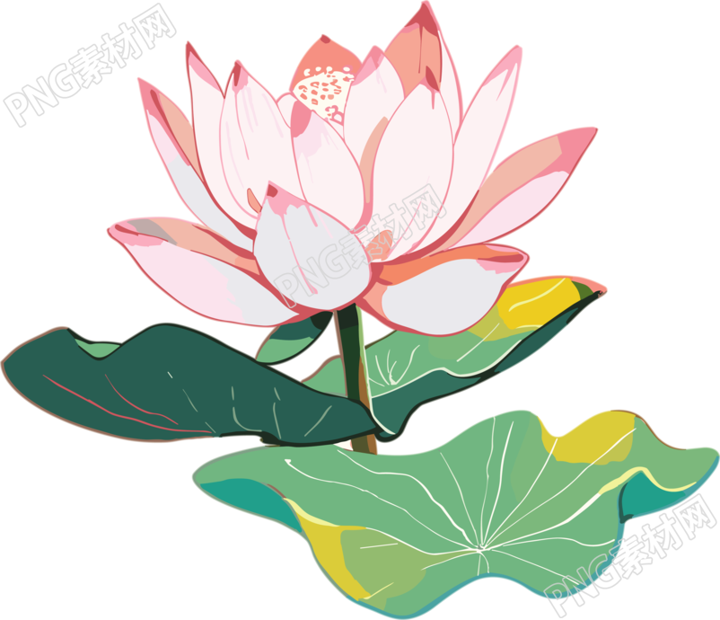 手绘扁平风格莲花插画