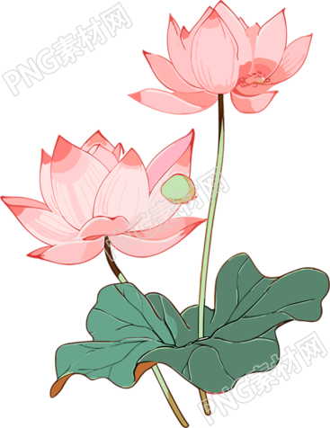 荷花透明背景插画元素