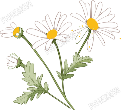 手绘扁平风格小雏菊插画