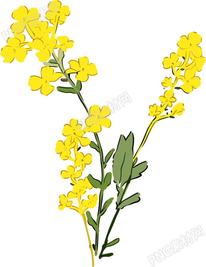手绘油菜花扁平风格素材