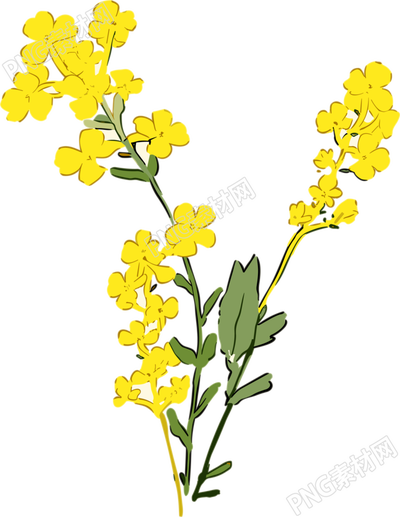 手绘油菜花扁平风格素材