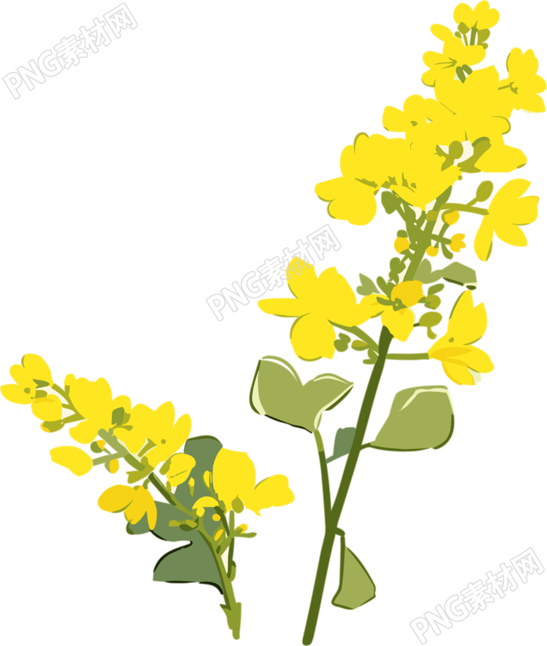 可商用油菜花PNG元素