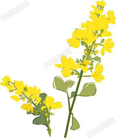 可商用油菜花PNG元素
