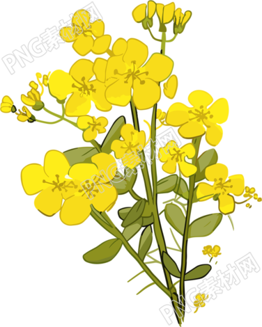 透明背景油菜花插画素材